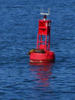 Image rouge mer eau bouée phoque à télécharger gratuitement