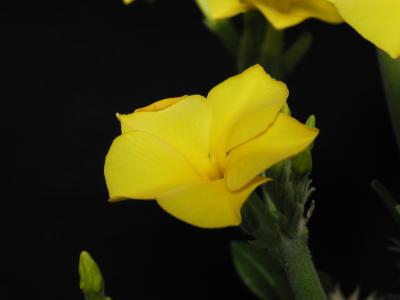 Image fleur jaune plante à télécharger gratuitement