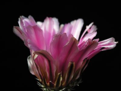 Image fleur rose violet plante à télécharger gratuitement