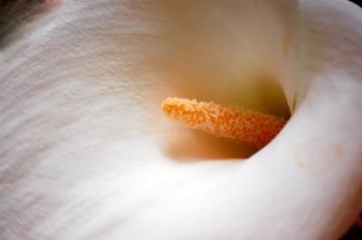Image fleur pétale à télécharger gratuitement