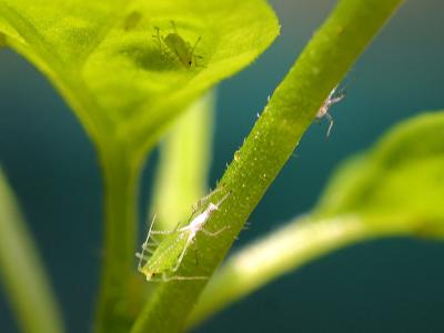 Image insecte vert plante à télécharger gratuitement