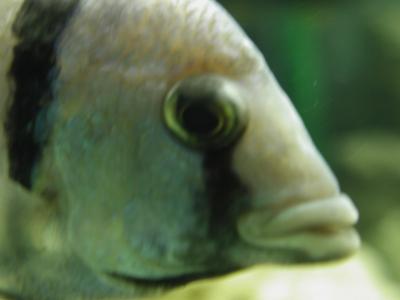 Image animal poisson blanc à télécharger gratuitement