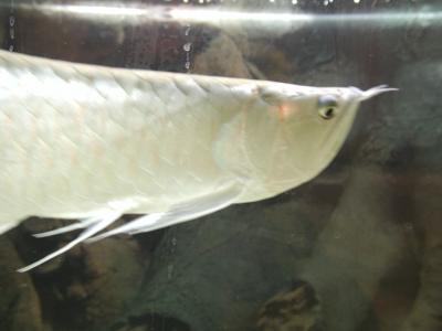 Image animal poisson blanc à télécharger gratuitement