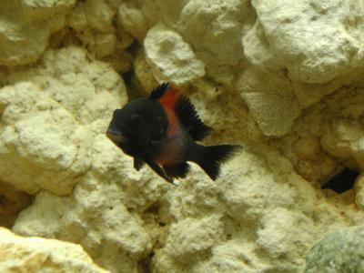Image animal poisson pierre rayure noir à télécharger gratuitement