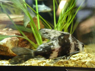 Image animal poisson gris rayure noir à télécharger gratuitement