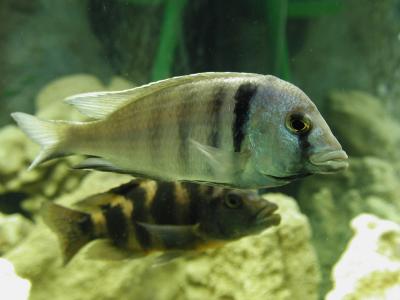 Image animal poisson gris rayure aquarium à télécharger gratuitement