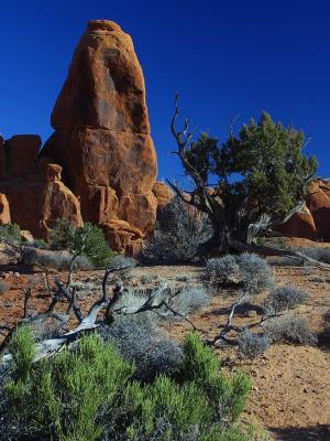 Image arbre pierre désert à télécharger gratuitement