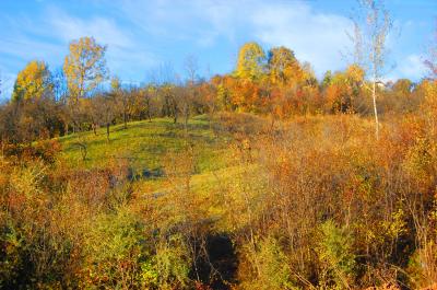 Image forêt arbre paysage automne à télécharger gratuitement