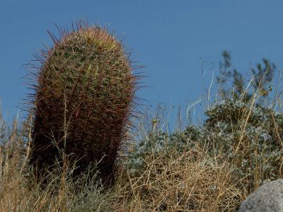Image cactus épine à télécharger gratuitement