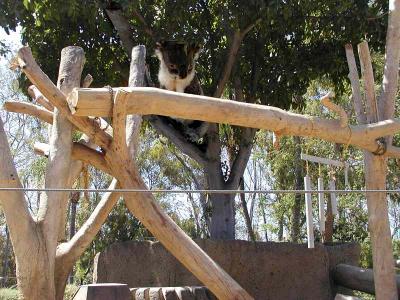 Image animal koala à télécharger gratuitement