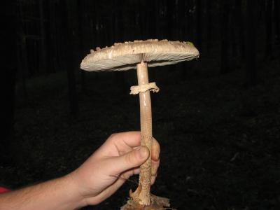 Image champignon à télécharger gratuitement