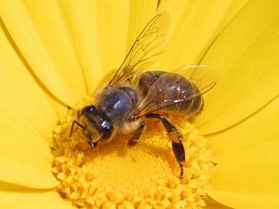 Image insecte animal abeille fleur jaune à télécharger gratuitement
