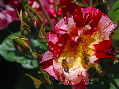 Image insecte animal abeille fleur à télécharger gratuitement