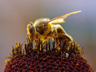 Image insecte animal abeille à télécharger gratuitement