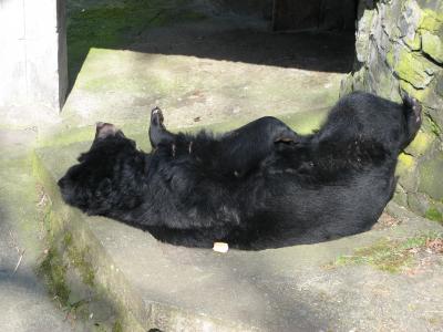 Image animal ours noir à télécharger gratuitement
