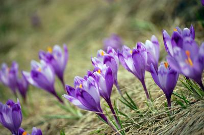 Image fleur violet herbe à télécharger gratuitement