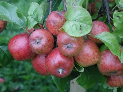 Image rouge fruit nourriture pomme à télécharger gratuitement