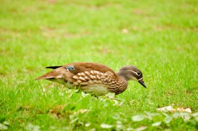 Image animal canard herbe vert à télécharger gratuitement