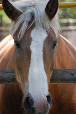 Image animal cheval à télécharger gratuitement