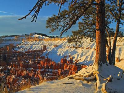 Image arbre paysage neige rocher à télécharger gratuitement