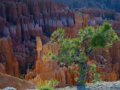 Image arbre paysage rocher à télécharger gratuitement
