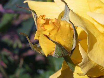 Image fleur jaune plante à télécharger gratuitement