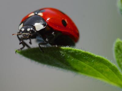 Image insecte feuille animal coccinelle à télécharger gratuitement