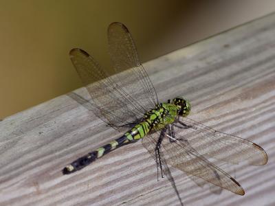 Image libellule insecte animal à télécharger gratuitement