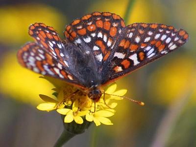 Image insecte animal papillon à télécharger gratuitement