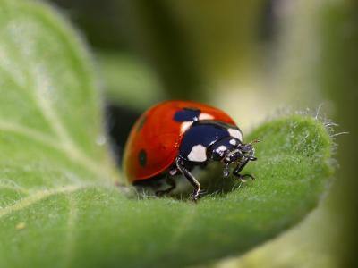 Image insecte feuille animal coccinelle à télécharger gratuitement