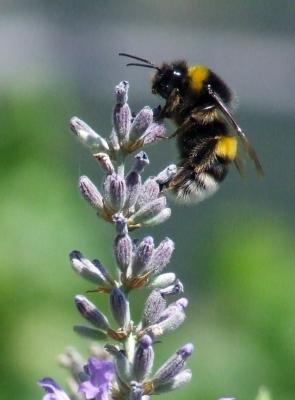 Image insecte animal abeille fleur à télécharger gratuitement