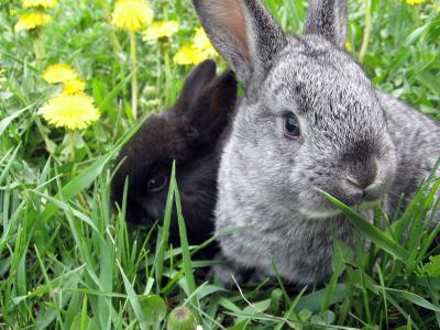 Image animal fleur herbe lapin à télécharger gratuitement