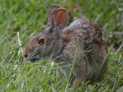 Image animal herbe lapin à télécharger gratuitement