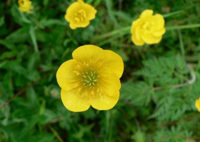 Image feuille fleur jaune pétale à télécharger gratuitement