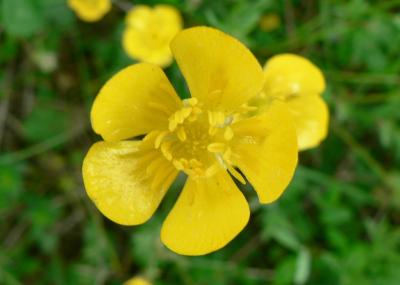 Image feuille fleur jaune pétale à télécharger gratuitement