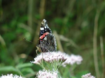 Image insecte animal fleur papillon à télécharger gratuitement