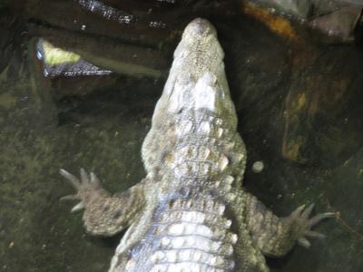 Image animal alligator à télécharger gratuitement