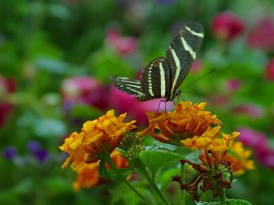 Image insecte animal fleur papillon à télécharger gratuitement