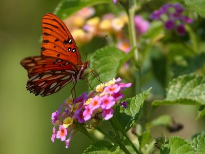 Image insecte feuille animal fleur papillon à télécharger gratuitement