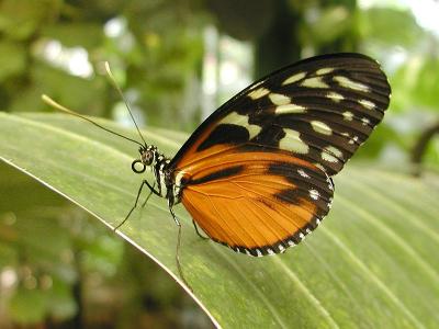 Image insecte feuille animal papillon à télécharger gratuitement