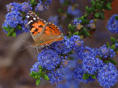 Image insecte animal fleur bleu papillon à télécharger gratuitement