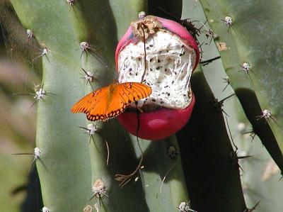 Image insecte animal cactus plante papillon à télécharger gratuitement
