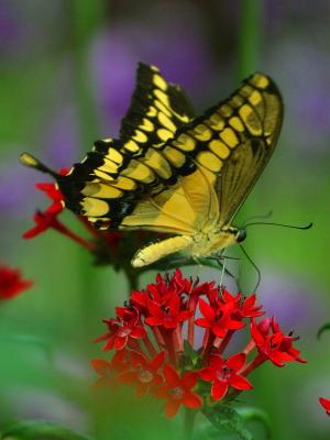 Image insecte animal fleur papillon à télécharger gratuitement