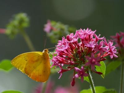 Image insecte animal fleur papillon à télécharger gratuitement