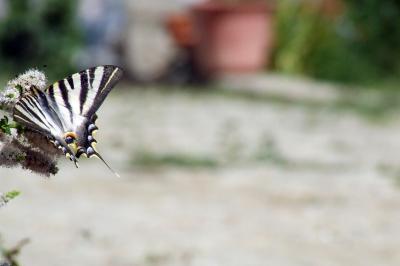 Image insecte animal papillon à télécharger gratuitement