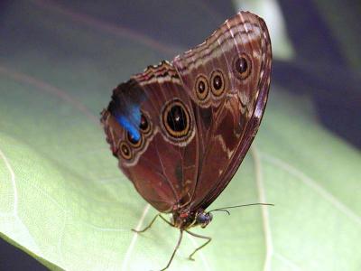 Image insecte feuille animal papillon à télécharger gratuitement