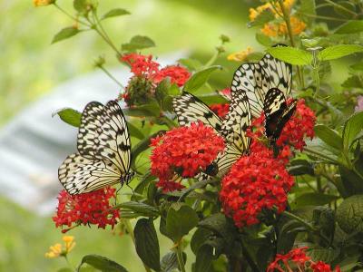 Image insecte feuille animal fleur papillon à télécharger gratuitement