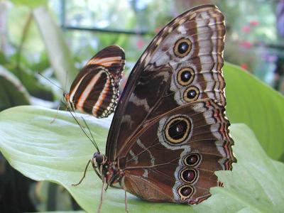 Image insecte feuille animal papillon à télécharger gratuitement