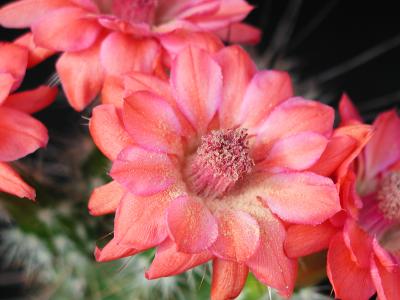 Image fleur rose plante à télécharger gratuitement