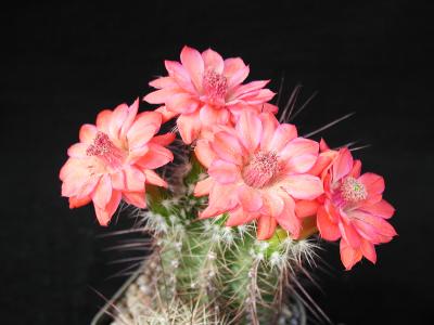 Image fleur rose cactus plante à télécharger gratuitement